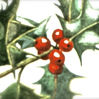 Buy canvas prints of Holly and Red Berries  by Sue Bottomley