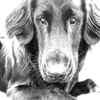 Buy canvas prints of  A Flat Coat Retriever Dog by Sue Bottomley