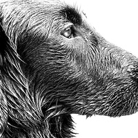 Buy canvas prints of  Stunning face of a Flat coat Retriever Dog by Sue Bottomley
