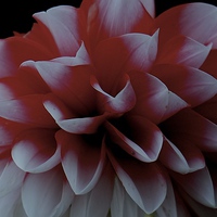 Buy canvas prints of  Red and White Dahlia Flower by Sue Bottomley