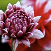 Buy canvas prints of  One small Dahlia just opening up by Sue Bottomley