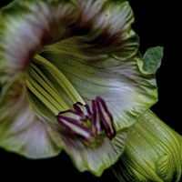 Buy canvas prints of Cobaea Scandens Flower, ( Cup and Saucer Vine )  by Sue Bottomley