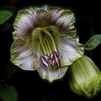 Buy canvas prints of  Cobaea Scandens Flower, Climber Vine by Sue Bottomley