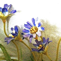 Buy canvas prints of Blue silk flowers against the wall  by Sue Bottomley