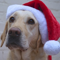 Buy canvas prints of Labrador dog ready for Christmas  by Sue Bottomley