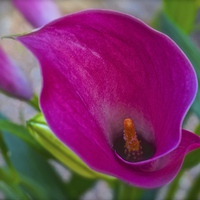 Buy canvas prints of  Calla Lily Flower by Sue Bottomley