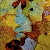 Buy canvas prints of Fallen Autumn Leafs by Sue Bottomley