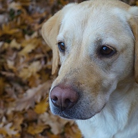 Buy canvas prints of Labrador on a bed of Autumn Leafs  by Sue Bottomley