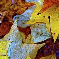 Buy canvas prints of  Fallen Autumn Leafs by Sue Bottomley
