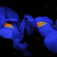 Buy canvas prints of Iris Flowers coming out of the dark  by Sue Bottomley