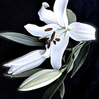 Buy canvas prints of A Stem of White Lilies by Sue Bottomley