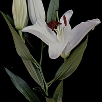 Buy canvas prints of  A Stem of White Lilies by Sue Bottomley
