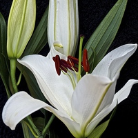 Buy canvas prints of Three White Lily Flowers   by Sue Bottomley
