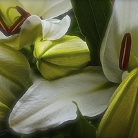 Buy canvas prints of  Open and Closed White Lilies by Sue Bottomley