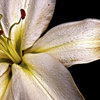 Buy canvas prints of  White Lily with a hint of Gold by Sue Bottomley