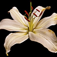 Buy canvas prints of White Lily Flower with a hint of gold colouring  by Sue Bottomley