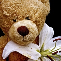 Buy canvas prints of Teddy Bear Cuddles  by Sue Bottomley