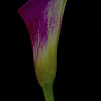 Buy canvas prints of Single Calla Lily  by Sue Bottomley