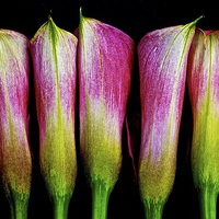 Buy canvas prints of A row of Calla Lilies  by Sue Bottomley