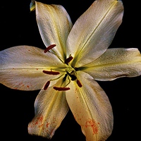 Buy canvas prints of  Bold Gold Lily Flower by Sue Bottomley