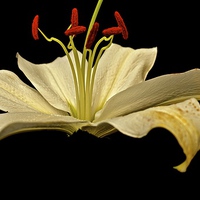 Buy canvas prints of  White Lily with a hint of Gold by Sue Bottomley