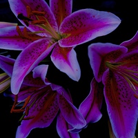 Buy canvas prints of  Stargazer Lilies by Sue Bottomley
