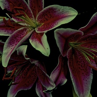 Buy canvas prints of Flower Stargazer Lilies  by Sue Bottomley