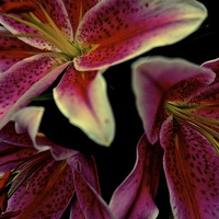 Buy canvas prints of Stargazer Lily flower  by Sue Bottomley