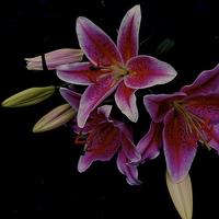 Buy canvas prints of  The Star gazer Lily by Sue Bottomley