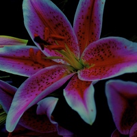 Buy canvas prints of The floral celebrity Stargazer Lilies  by Sue Bottomley