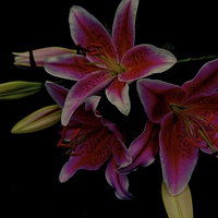 Buy canvas prints of The Floral Celebrity Stargazer Lilies  by Sue Bottomley
