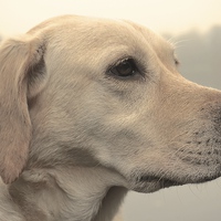 Buy canvas prints of  Five year old Yellow Labrador Dog by Sue Bottomley