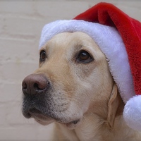 Buy canvas prints of Labrador waiting for Father Christmas  by Sue Bottomley