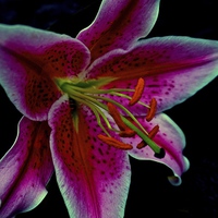 Buy canvas prints of Head of a Star Gazer Lily  by Sue Bottomley