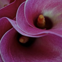 Buy canvas prints of Close up of the Calla Lilies Flower by Sue Bottomley
