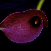 Buy canvas prints of Pink Calla Lily flower head on a black background by Sue Bottomley