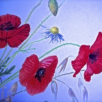 Buy canvas prints of  Wild Poppy Drawing Effect Photograph by Sue Bottomley