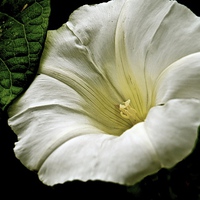 Buy canvas prints of The Morning Glory Flower  by Sue Bottomley