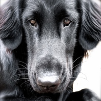 Buy canvas prints of The  Face of a Flat Coat Retriever Dog by Sue Bottomley