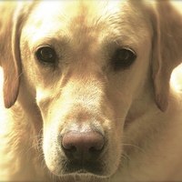 Buy canvas prints of  Sweet Golden Labrador Dog by Sue Bottomley