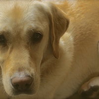 Buy canvas prints of  Sweet Golden Labrador Dog by Sue Bottomley
