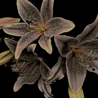Buy canvas prints of Faded Stargazer Lilies  by Sue Bottomley