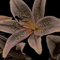 Buy canvas prints of Faded Stargazer Lily  by Sue Bottomley