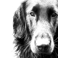 Buy canvas prints of The face of Max the Flat Coat Retriever  by Sue Bottomley