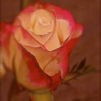 Buy canvas prints of  Red and Cream single Rose by Sue Bottomley