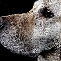 Buy canvas prints of Golden Labradors Face                              by Sue Bottomley