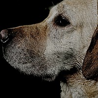Buy canvas prints of     Loving Labrador Dog                            by Sue Bottomley