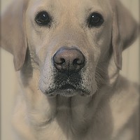 Buy canvas prints of Golden Labrador Soft toned                         by Sue Bottomley