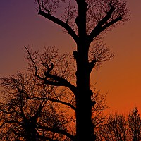 Buy canvas prints of    Winter sunset tree silhouette                   by Sue Bottomley