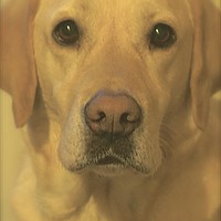 Buy canvas prints of  Golden Labrador Dog Bestfriend                    by Sue Bottomley